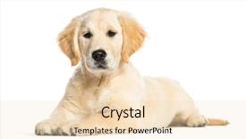  Presentation with golden - Audience pleasing presentation design consisting of retrieval - golden retriever 3 months old backdrop and a lemonade colored foreground