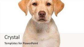  Presentation with old mines - Presentation design consisting of retrieval - labrador retriever 2 months old background and a lemonade colored foreground