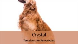  Presentation with dog - PPT theme with golden retriever - beautiful dog sitting down background and a coral colored foreground
