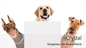  Presentation with heads - Cool new presentation theme with pagan - ancient shaman warrior ethnic backdrop and a tawny brown colored foreground