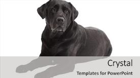  Presentation with black - Beautiful presentation theme featuring retriever labrador dog backdrop and a light gray colored foreground