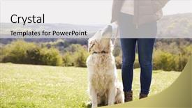 Presentation with golden revetment wall putty high - Beautiful PPT theme featuring retriever on walk in countryside backdrop and a white colored foreground
