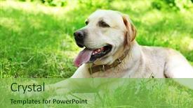  Presentation with cute cat and dog - PPT theme featuring retriver - cute dog resting over green background and a  colored foreground