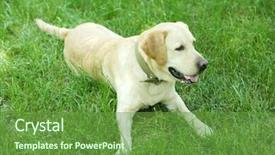  Presentation with green - PPT theme featuring retriver - cute dog resting over green background and a  colored foreground