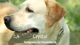  Presentation with green - Presentation with retriver - cute dog resting over green background and a coral colored foreground