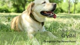  Presentation with dog baby cute child - Presentation having retriver - cute dog resting over green background and a  colored foreground