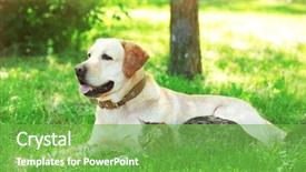  Presentation with cat dog - Cool new PPT theme with retriver - friendly dog and cat resting backdrop and a seafoam green colored foreground
