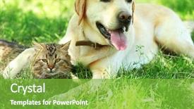  Presentation with cat dog - Beautiful presentation theme featuring retriver - friendly dog and cat resting backdrop and a seafoam green colored foreground