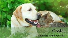  Presentation with cat dog - Slides having retriver - friendly dog and cat resting background and a seafoam green colored foreground