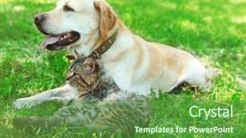  Presentation with cat dog - Presentation design enhanced with retriver - friendly dog and cat resting background and a tawny brown colored foreground