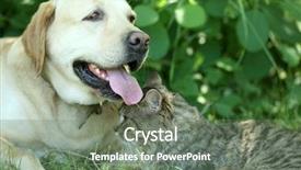  Presentation with cat dog - PPT theme having retriver - friendly dog and cat resting background and a gray colored foreground