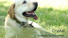  Presentation with cat dog - Cool new presentation theme with retriver - friendly dog and cat resting backdrop and a mint green colored foreground