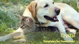  Presentation with dog cat - Slide set enhanced with retriver - friendly dog and cat resting background and a tawny brown colored foreground