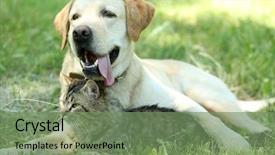  Presentation with dog cat - Presentation with retriver - friendly dog and cat resting background and a seafoam green colored foreground