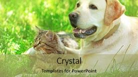  Presentation with dog cat - Presentation theme enhanced with retriver - friendly dog and cat resting background and a yellow colored foreground