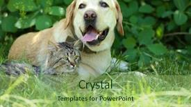  Presentation with cat dog - PPT layouts with retriver - friendly dog and cat resting background and a seafoam green colored foreground