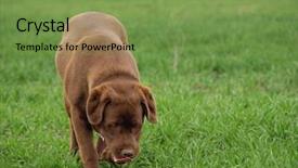  Presentation with hunting - Amazing PPT layouts having retriver - hunting dog labrador retriever backdrop and a  colored foreground