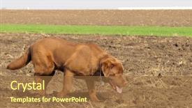  Presentation with hunting - Slide deck consisting of retriver - hunting dog labrador retriever background and a  colored foreground