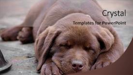  Presentation with amur leopard sleeping - PPT layouts featuring retriver - sleeping chocolate labrador puppy background and a  colored foreground