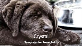  Presentation with indulgence chocolate - Audience pleasing theme consisting of apple strudel with ice cream and a cup of coffee close up backdrop and a violet colored foreground