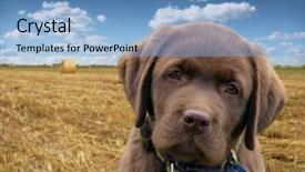  Presentation with young marines - Slide deck having retriver - young labrador retriever puppy background and a light blue colored foreground