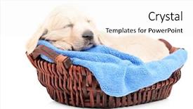  Presentation with sleeping - Presentation having retriver puppy dog sleeping background and a  colored foreground