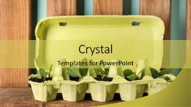  Presentation with plants growing - Beautiful PPT theme featuring reuse - wooden shelf with cardboard eggs backdrop and a yellow colored foreground