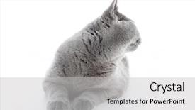  Presentation with monarch butterfly isolated on white - Amazing PPT layouts having revenant - british shorthair cat isolated backdrop and a light gray colored foreground