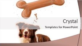  Presentation with bone - Theme with cute brown and white border collie lying and dreaming about a bone above his head background and a white colored foreground