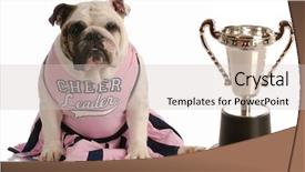  Presentation with oscar trophy - Slide deck consisting of rewards recognition - bulldog dressed as cheerleader sitting background and a soft green colored foreground