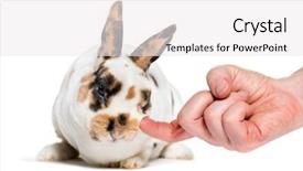 Presentation with animal pets on white - PPT layouts having rex dalmatian rabbit being petted background and a white colored foreground
