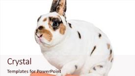  Presentation with rabbit - Presentation theme consisting of rex dalmatian rabbit holding carrot background and a lemonade colored foreground