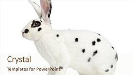  Presentation with rabbit - PPT layouts enhanced with rex dalmatian rabbit isolated background and a sky blue colored foreground