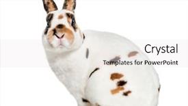  Presentation with rabbit - Beautiful slide set featuring rex dalmatian rabbit sitting backdrop and a white colored foreground