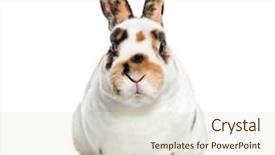  Presentation with rabbit - Presentation design with rex dalmatian rabbit sitting background and a lemonade colored foreground