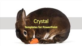  Presentation with white pigeon against the blue - PPT theme enhanced with rex nain castor against white background and a  colored foreground