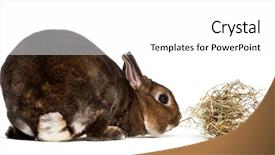  Presentation with white pigeon against the blue - Presentation theme consisting of rex rabbit against white background background and a  colored foreground