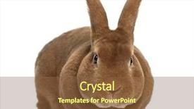  Presentation with rabbit - Slide set featuring rex-rabbit-facing-isolated background and a tawny brown colored foreground