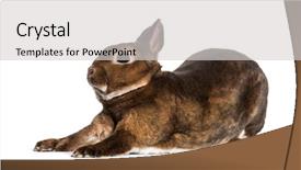  Presentation with white pigeon against the blue - Cool new slide deck with rex rabbit stretching against white backdrop and a  colored foreground