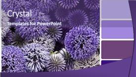  Presentation with jasmine flower gratis - PPT layouts consisting of rgb cmyk color - allium flower background colour palette background and a violet colored foreground