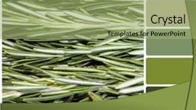  Presentation with tobacco leaves closeup - PPT theme consisting of rgb cmyk color - background closeup of or rosemary background and a mint green colored foreground