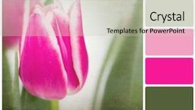  Presentation with tulip - Amazing slide deck having rgb cmyk color - background tulip flowers backdrop and a light gray colored foreground