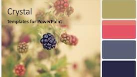  Presentation with look - Presentation featuring rgb cmyk color - blackberries growing in the hedgerow background and a lemonade colored foreground