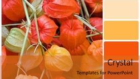  Presentation with chinese lantern - Cool new presentation theme with rgb cmyk color - chinese lantern plant background colour backdrop and a gold colored foreground