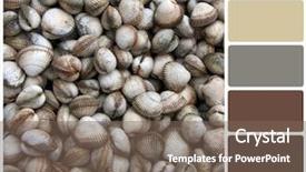  Presentation with shell - Cool new PPT layouts with rgb cmyk color - cockle shell background colour palette backdrop and a violet colored foreground