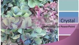  Presentation with hydrangea - PPT theme featuring rgb cmyk color - hydrangea flower background colour palette background and a coral colored foreground