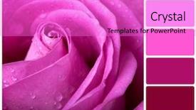  Presentation with pink colour - Colorful PPT theme enhanced with splashing milk isolated on blue background backdrop and a gray colored foreground