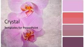  Presentation with pink colour - Slides having rgb cmyk color - vintage effect delicate pink orchid background and a lavender colored foreground