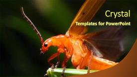  Presentation with middle ages - Beautiful PPT theme featuring rhagonycha-fulva-cantharide-in-middle backdrop and a  colored foreground