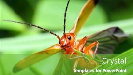  Presentation with middle ages - Colorful theme enhanced with rhagonycha-fulva-cantharide-in-middle backdrop and a  colored foreground
